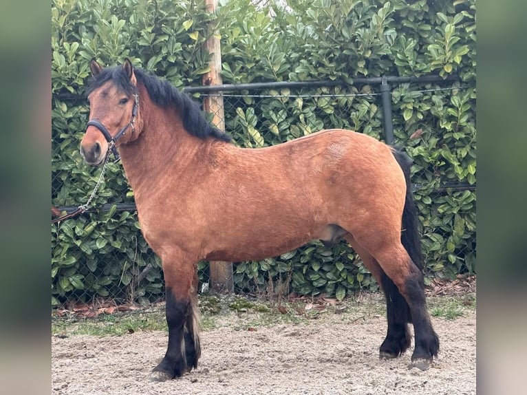 Polnisches Kaltblut Wallach 3 Jahre 146 cm Hellbrauner in Someren