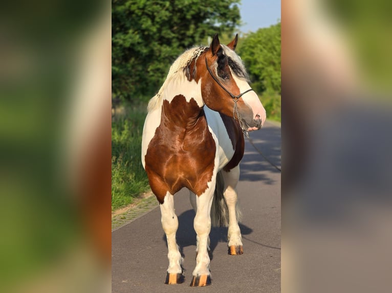 Polnisches Kaltblut Wallach 3 Jahre 154 cm Schecke in Weert