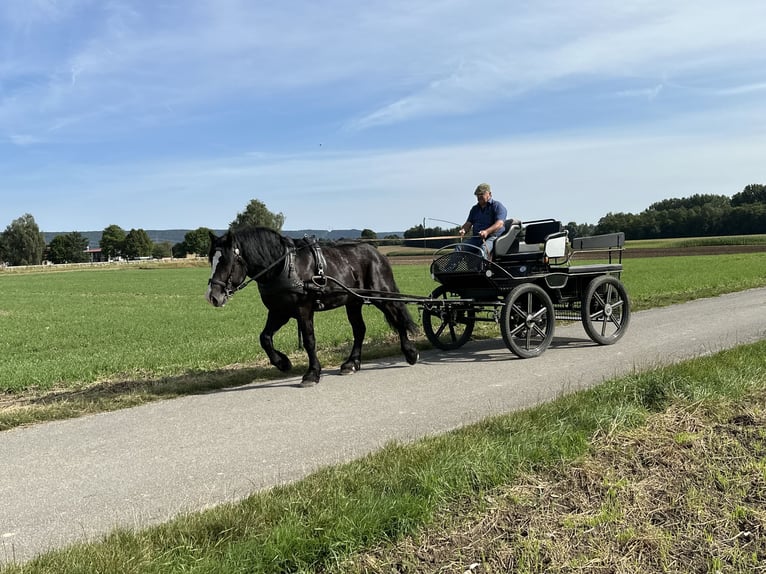 Polnisches Kaltblut Mix Wallach 3 Jahre 156 cm Rappe in Riedlingen