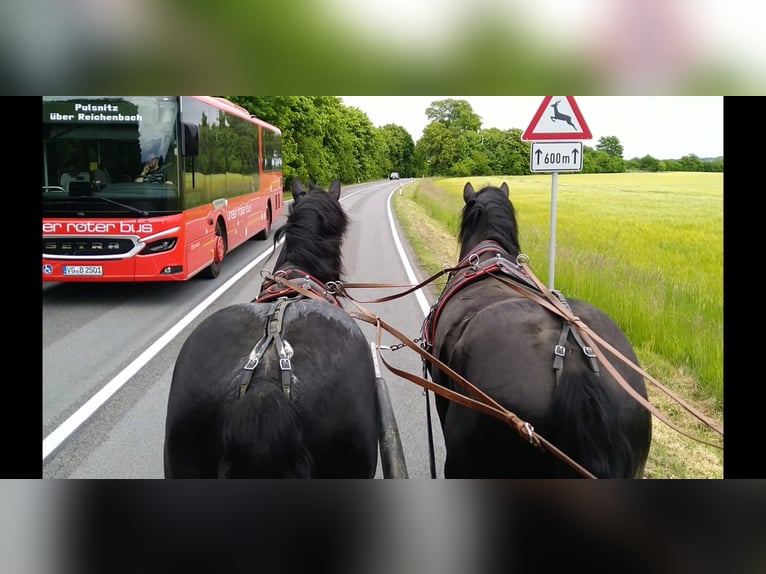 Polnisches Kaltblut Wallach 3 Jahre 159 cm Rappe in Kamenz