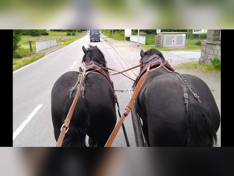 Polnisches Kaltblut Wallach 3 Jahre 159 cm Rappe in Kamenz