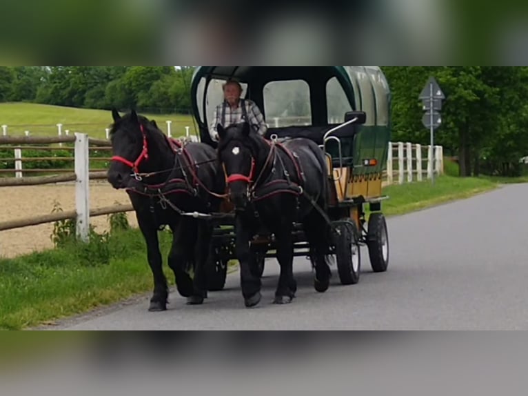 Polnisches Kaltblut Wallach 3 Jahre 159 cm Rappe in Kamenz