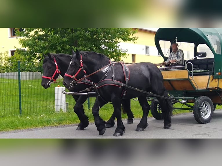 Polnisches Kaltblut Wallach 3 Jahre 159 cm Rappe in Kamenz
