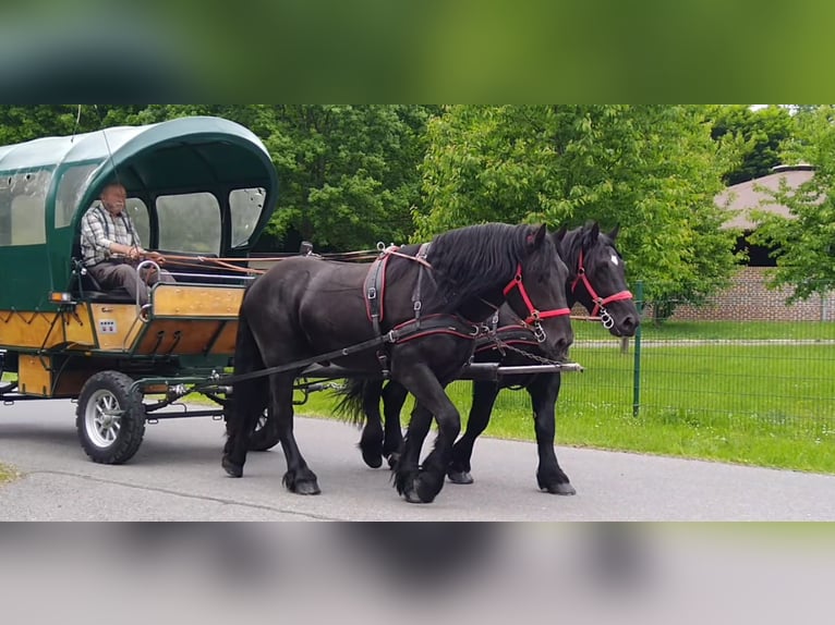 Polnisches Kaltblut Wallach 3 Jahre 159 cm Rappe in Kamenz
