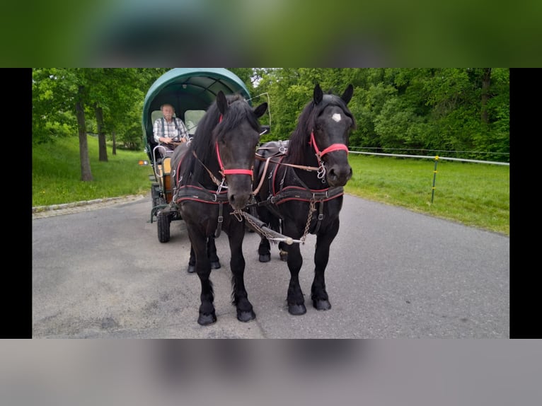 Polnisches Kaltblut Wallach 3 Jahre 159 cm Rappe in Kamenz