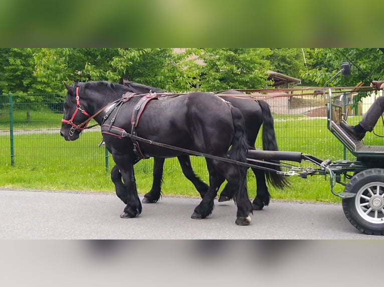 Polnisches Kaltblut Wallach 3 Jahre 159 cm Rappe in Kamenz