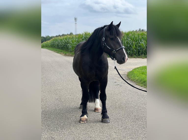 Polnisches Kaltblut Wallach 3 Jahre 160 cm in Langenenslingen