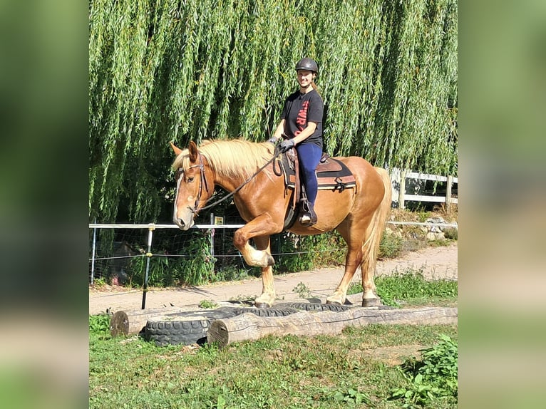Polnisches Kaltblut Wallach 3 Jahre 160 cm Fuchs in Bayerbach