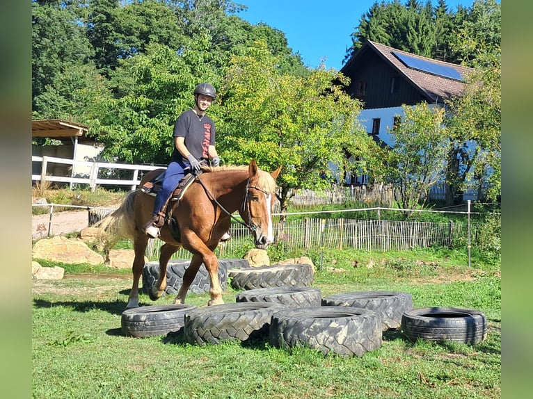 Polnisches Kaltblut Wallach 3 Jahre 160 cm Fuchs in Bayerbach