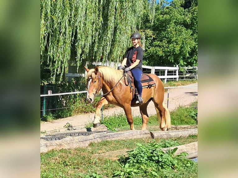 Polnisches Kaltblut Wallach 3 Jahre 160 cm Fuchs in Bayerbach