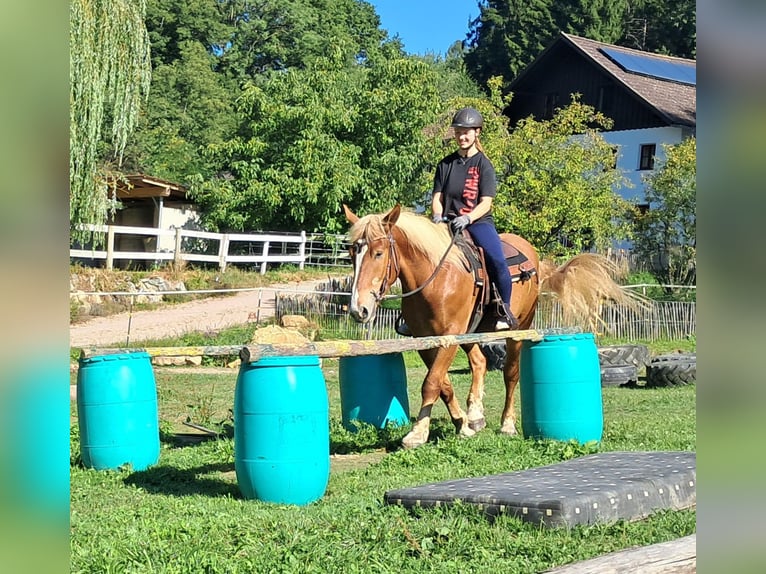 Polnisches Kaltblut Wallach 3 Jahre 160 cm Fuchs in Bayerbach