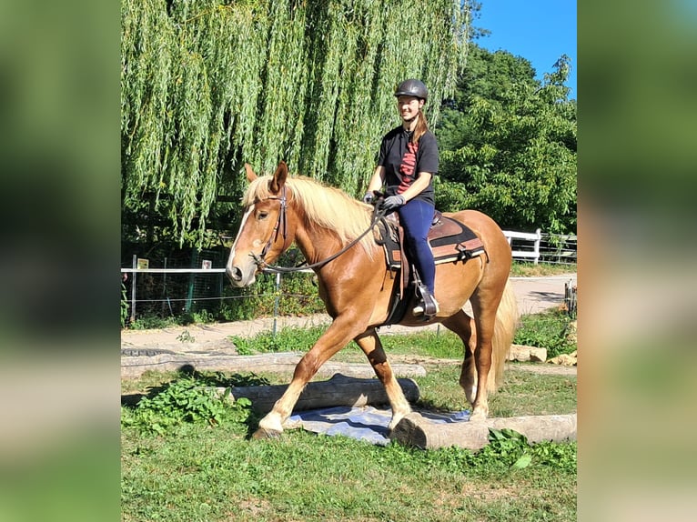 Polnisches Kaltblut Wallach 3 Jahre 160 cm Fuchs in Bayerbach