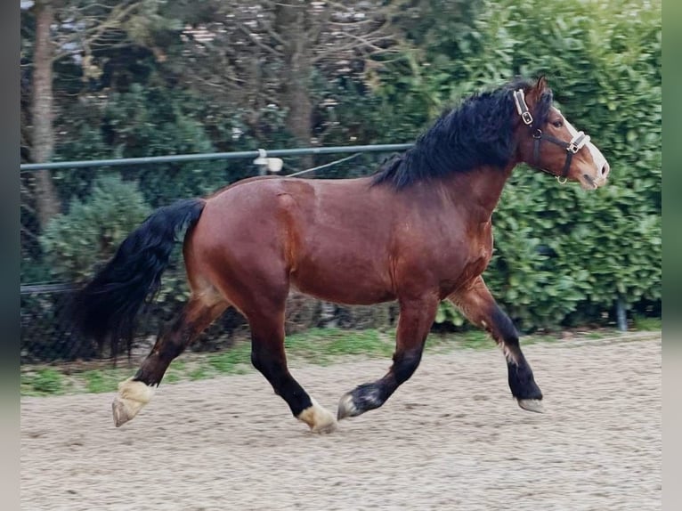 Polnisches Kaltblut Wallach 3 Jahre 161 cm Brauner in Someren