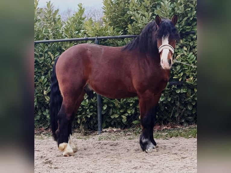 Polnisches Kaltblut Wallach 3 Jahre 161 cm Brauner in Someren