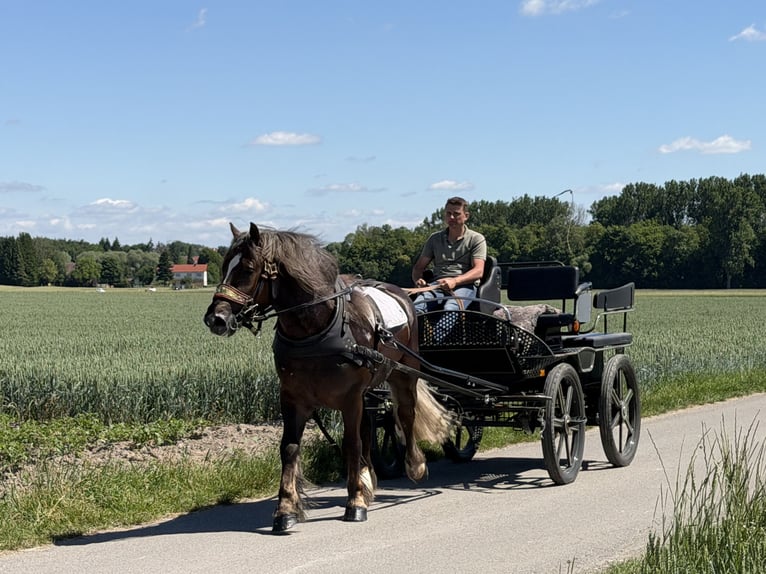 Polnisches Kaltblut Wallach 3 Jahre 164 cm Dunkelfuchs in Riedlingen
