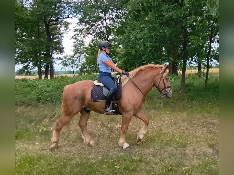 Polnisches Kaltblut Mix Wallach 3 Jahre 166 cm Fuchs in Forst