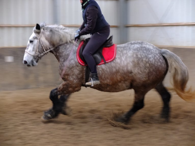 Polnisches Kaltblut Mix Wallach 4 Jahre 155 cm Apfelschimmel in Buttstädt