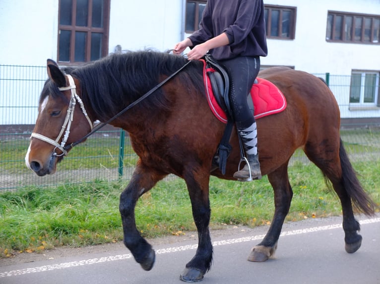 Polnisches Kaltblut Mix Wallach 4 Jahre 155 cm Apfelschimmel in Buttstädt