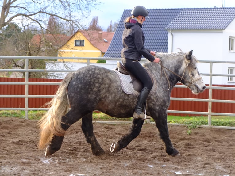 Polnisches Kaltblut Mix Wallach 4 Jahre 155 cm Apfelschimmel in Buttstädt