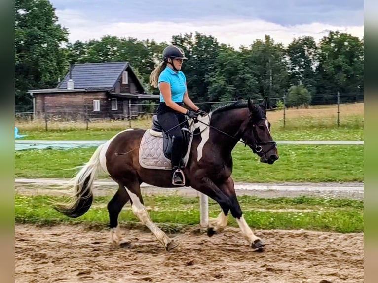 Polnisches Kaltblut Mix Wallach 4 Jahre 156 cm Schecke in Forst