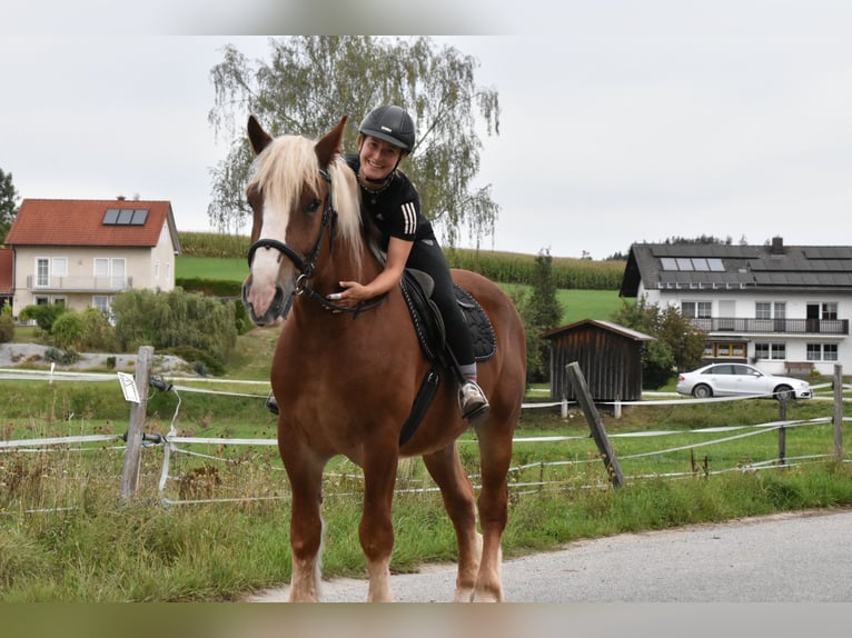 Polnisches Kaltblut Wallach 4 Jahre 157 cm Fuchs in Arnstorf