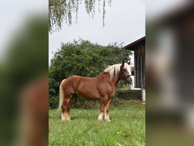 Polnisches Kaltblut Wallach 4 Jahre 157 cm Fuchs in Arnstorf