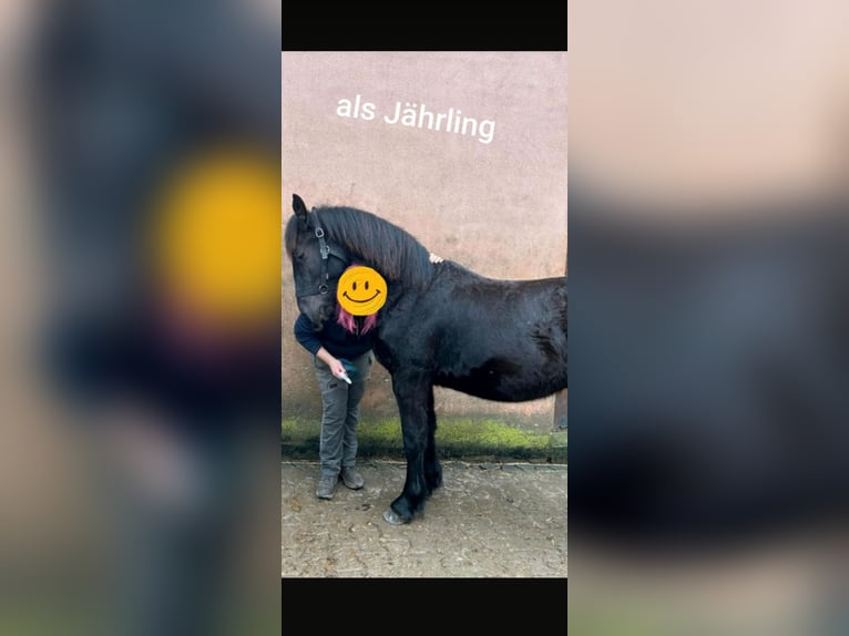 Polnisches Kaltblut Mix Wallach 4 Jahre 162 cm Rappe in Würzburg