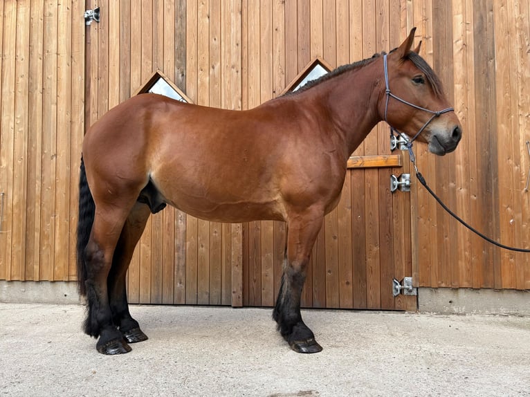 Polnisches Kaltblut Wallach 4 Jahre 165 cm Brauner in Bockraden