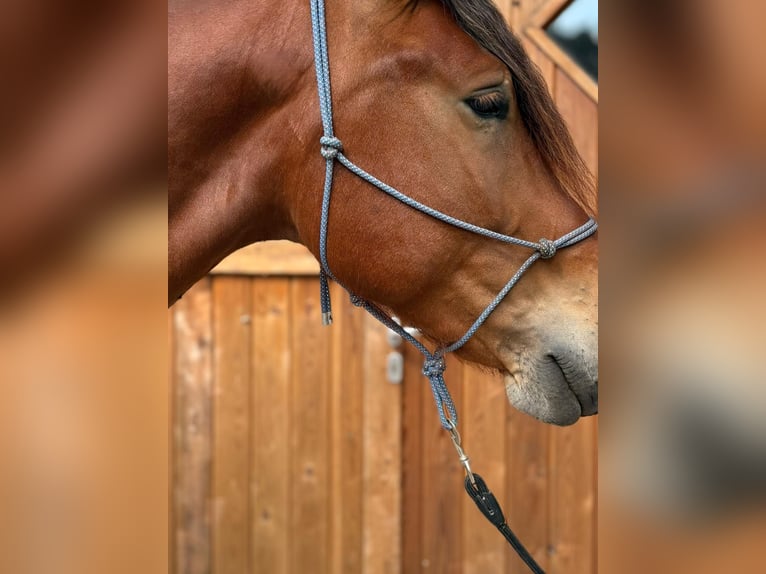 Polnisches Kaltblut Wallach 4 Jahre 165 cm Brauner in Bockraden