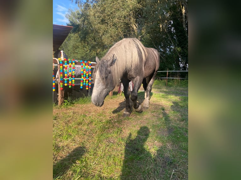 Polnisches Kaltblut Wallach 4 Jahre 169 cm Schimmel in Nauen