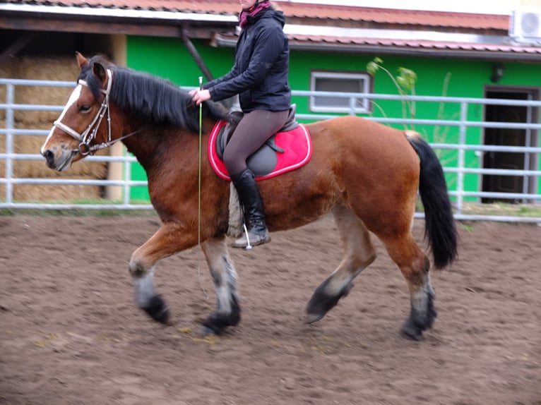 Polnisches Kaltblut Mix Wallach 5 Jahre 155 cm Apfelschimmel in Buttstädt