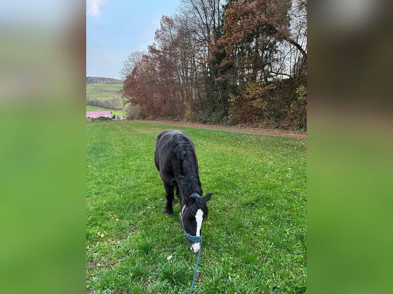 Polnisches Kaltblut Wallach 5 Jahre 155 cm Rappe in Eberhardzell