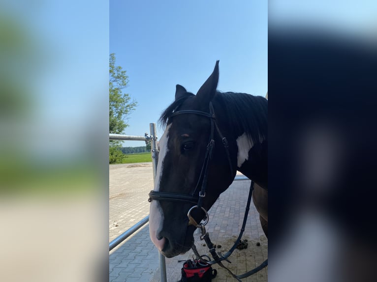 Polnisches Kaltblut Mix Wallach 5 Jahre 155 cm Schecke in Neubeuern