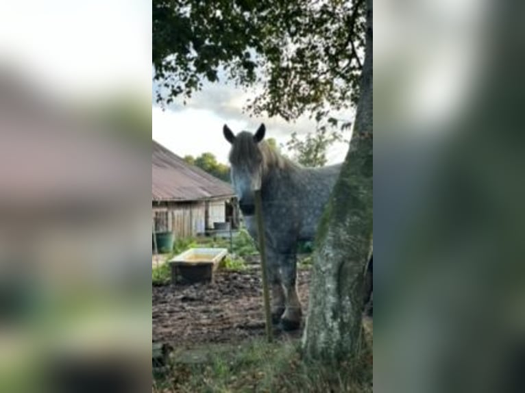 Polnisches Kaltblut Wallach 5 Jahre 170 cm Apfelschimmel in Strande