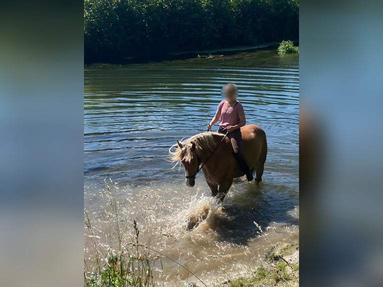 Polnisches Kaltblut Wallach 6 Jahre 155 cm Fuchs in Brakel