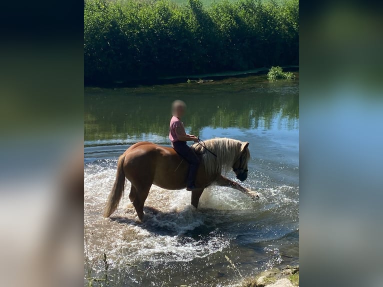 Polnisches Kaltblut Wallach 6 Jahre 155 cm Fuchs in Brakel