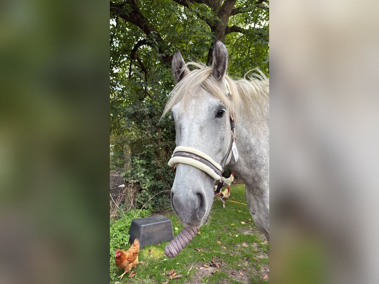 Polnisches Kaltblut Wallach 6 Jahre 170 cm Apfelschimmel in Egestorf