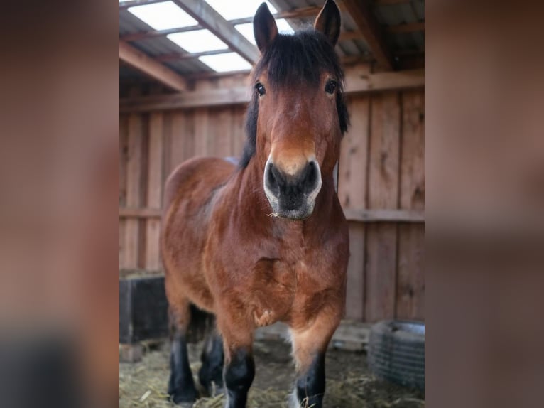 Polnisches Kaltblut Wallach 7 Jahre 153 cm Brauner in Joachimsthal