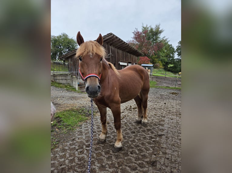 Polnisches Kaltblut Wallach 7 Jahre 155 cm Dunkelfuchs in Wiesenfelden
