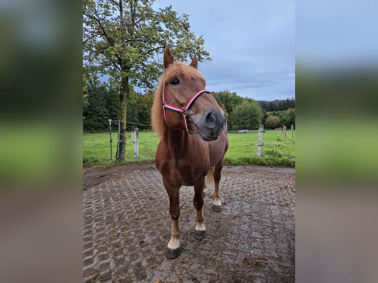 Polnisches Kaltblut Wallach 7 Jahre 155 cm Dunkelfuchs in Wiesenfelden