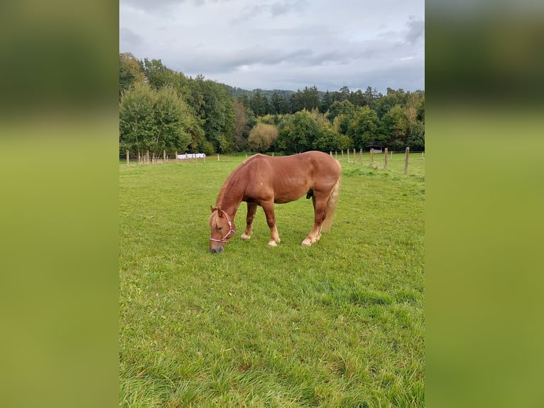Polnisches Kaltblut Wallach 7 Jahre 155 cm Dunkelfuchs in Wiesenfelden