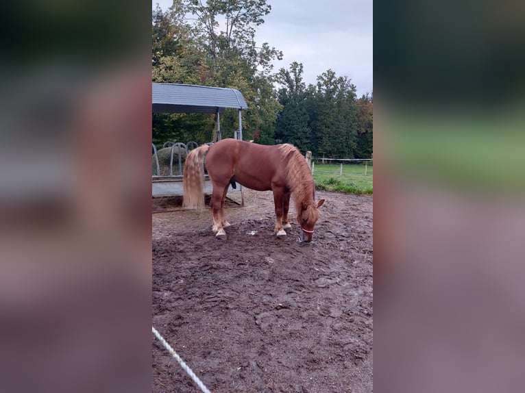 Polnisches Kaltblut Wallach 7 Jahre 155 cm Dunkelfuchs in Wiesenfelden