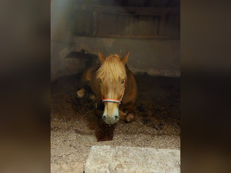 Polnisches Kaltblut Wallach 7 Jahre 155 cm Dunkelfuchs in Wiesenfelden