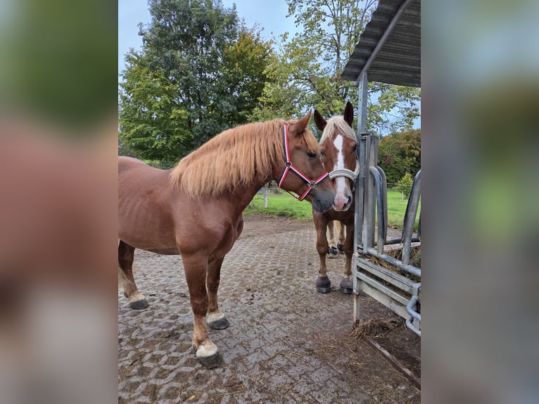 Polnisches Kaltblut Wallach 7 Jahre 155 cm Dunkelfuchs in Wiesenfelden