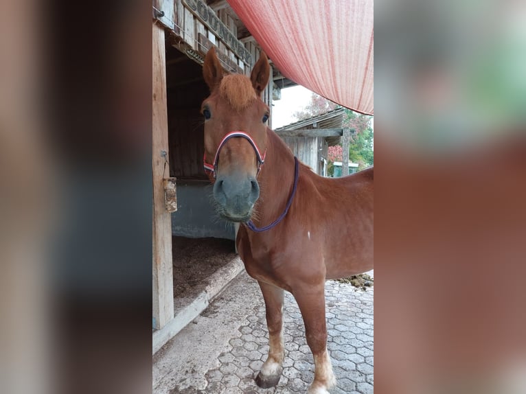 Polnisches Kaltblut Wallach 7 Jahre 155 cm Dunkelfuchs in Wiesenfelden