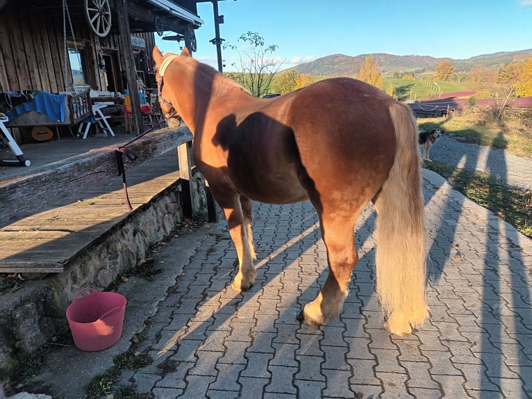 Polnisches Kaltblut Wallach 7 Jahre 155 cm Fuchs in Ascha