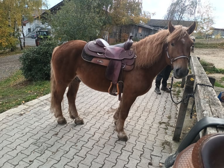Polnisches Kaltblut Wallach 7 Jahre 155 cm Fuchs in Ascha Polnisches Kaltblut Wallach 7 Jahre 155 cm Fuchs in Ascha