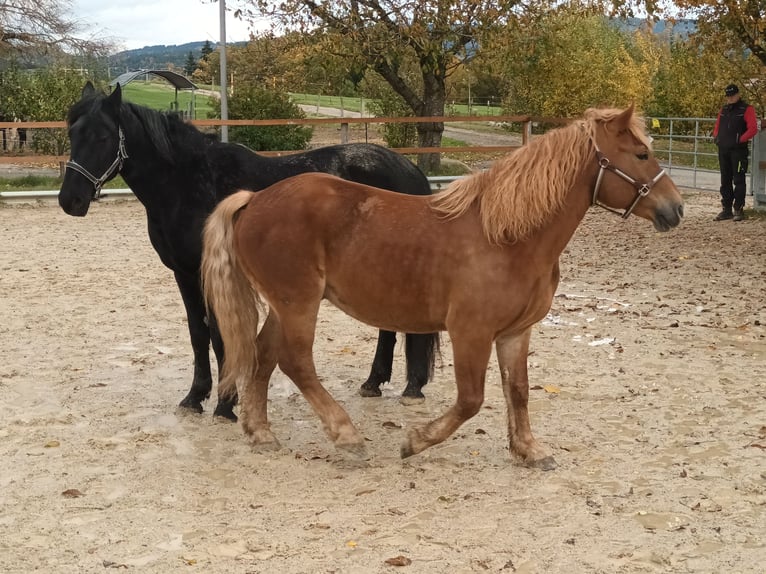 Polnisches Kaltblut Wallach 7 Jahre 155 cm Fuchs in Ascha Polnisches Kaltblut Wallach 7 Jahre 155 cm Fuchs in Ascha