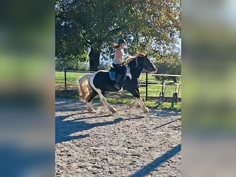 Polnisches Kaltblut Wallach 7 Jahre 155 cm Schecke in Kirchbichl
