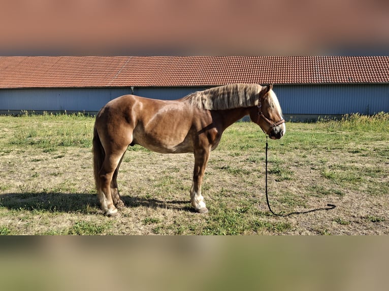 Polnisches Kaltblut Wallach 7 Jahre 161 cm Fuchs in Lutherstadt Wittenberg